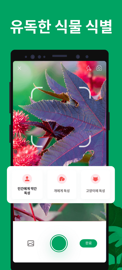 사진으로 꽃이름 찾기 검색하기 7