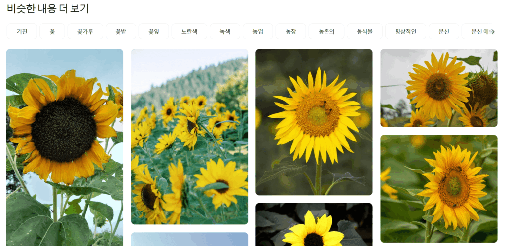 해바라기 사진 무료 다운로드 5
