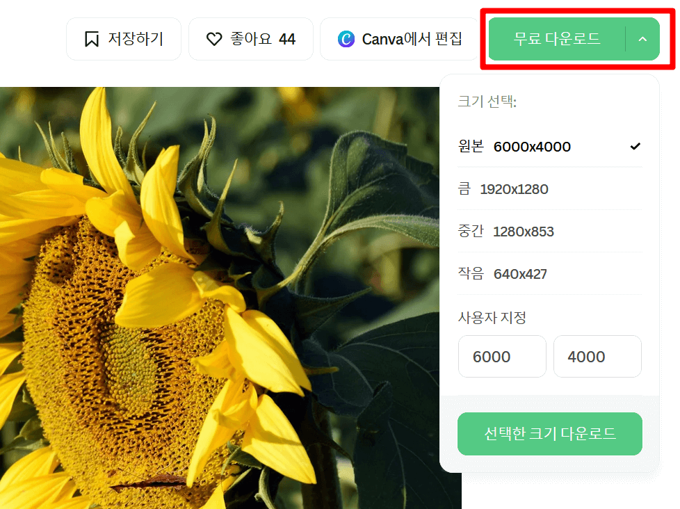 해바라기 사진 무료 다운로드 6